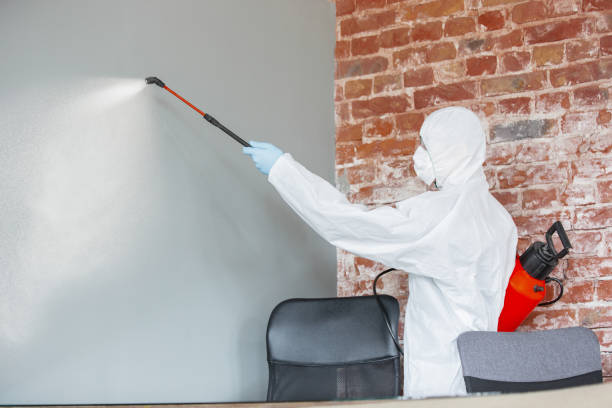 Best Basement Mold Removal  in Maple Lake, MN