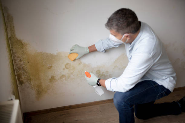 Best Comprehensive Air Testing for Mold Contaminants  in Maple Lake, MN