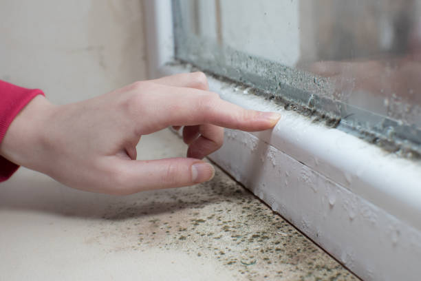  Maple Lake, MN Mold Removal Pros