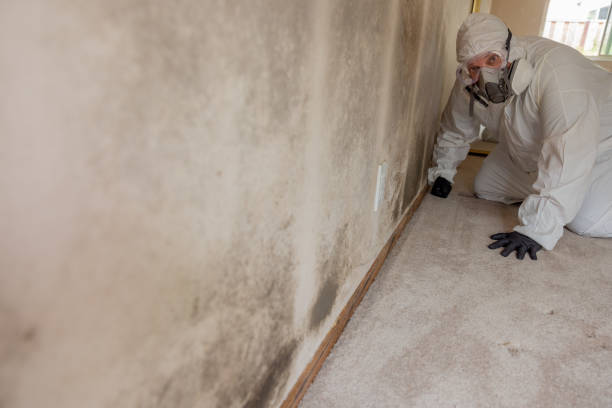 Best Mold Remediation for Vacation Homes  in Maple Lake, MN